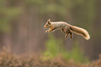 Eurasian red squirrel