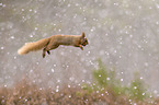 Eurasian red squirrel