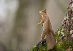 Eurasian red squirrel