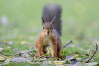 Eurasian red squirrel