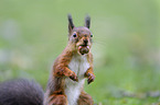 Eurasian red squirrel