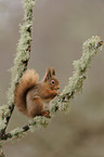 Eurasian red squirrel