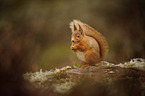 Eurasian red squirrel