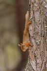 Eurasian red squirrel