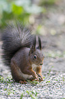Eurasian red squirrel