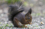 Eurasian red squirrel