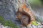 Eurasian red squirrel