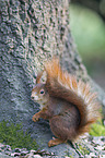 Eurasian red squirrel