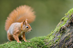 red squirrel