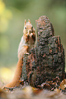 red squirrel