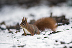 Eurasian red squirrel