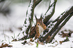 Eurasian red squirrel