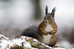 Eurasian red squirrel