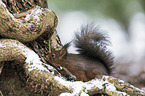 Eurasian red squirrel