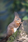 Eurasian red squirrel