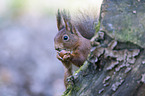 Eurasian red squirrel