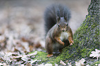 Eurasian red squirrel