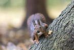 Eurasian red squirrel