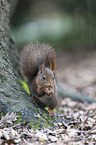 Eurasian red squirrel