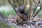 Eurasian red squirrel