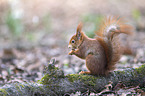 Eurasian red squirrel