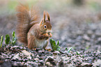 Eurasian red squirrel