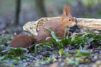 Eurasian red squirrel