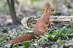 Eurasian red squirrel