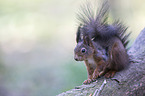 Eurasian red squirrel