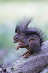 Eurasian red squirrel