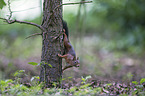 Eurasian red squirrel