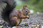 Eurasian red squirrel