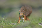 Eurasian red squirrel