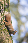 Eurasian red squirrel