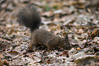 Eurasian red squirrel