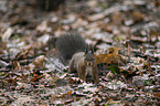 Eurasian red squirrel