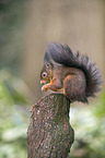 Eurasian red squirrel