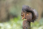Eurasian red squirrel