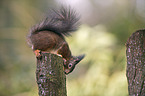 Eurasian red squirrel