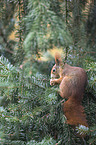 Eurasian red squirrel