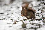 Eurasian red squirrel