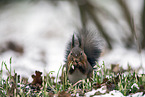 Eurasian red squirrel