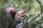 Eurasian red squirrel