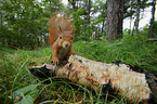 Eurasian red squirrel