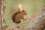 Eurasian red squirrel