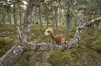 Eurasian red squirrel