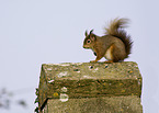 Eurasian red squirrel