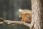 Eurasian red squirrel