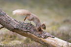 Eurasian red squirrel