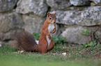 Eurasian red squirrel